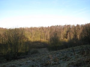 Wedel 029